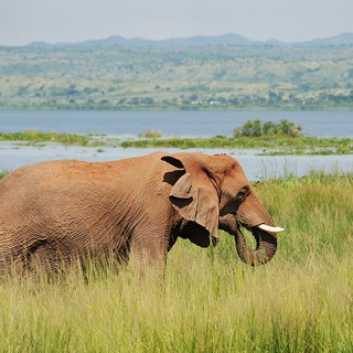 Murchison - Elephant